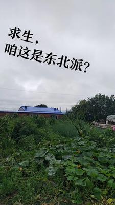 幻梦作者