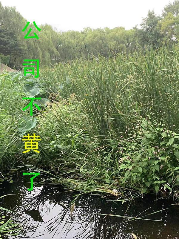 老公失明了怎么办